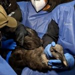 Un cóndor fue rescatado en condiciones críticas en la Reserva del Antisana