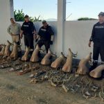 Hallan cabezas de venados y otras partes de animales silvestres en Santa Elena