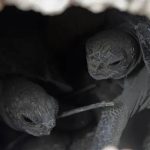 Ratifican tres años de prisión por tráfico de tortugas Galápagos