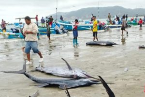 El mar ‘vomitó’ langostas y calamares en Ecuador y los pescadores culpan a El Niño