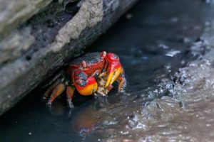 La segunda veda del cangrejo rojo termina en Ecuador, ¿desde cuándo se puede comer?